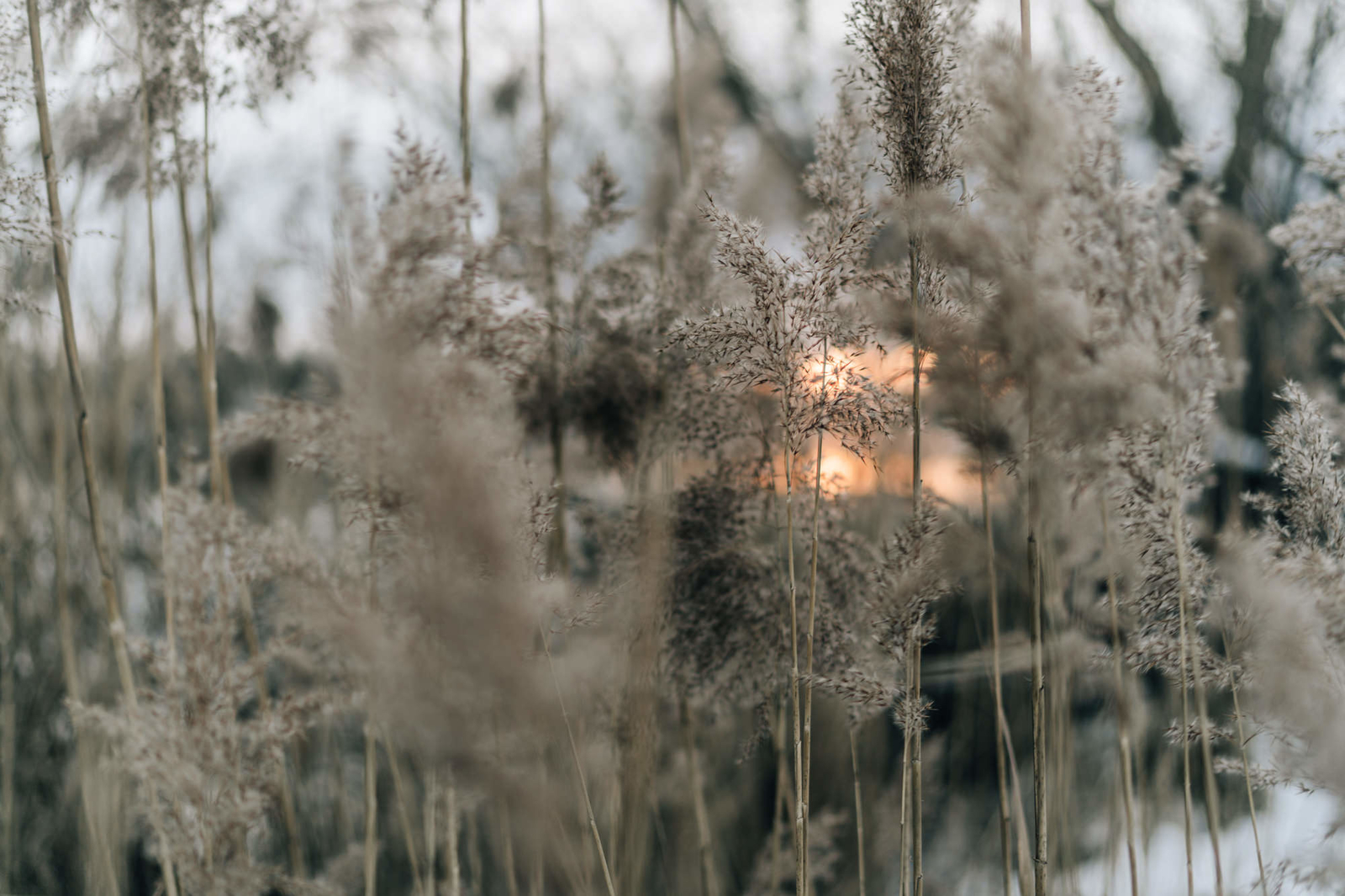 A7II_SR_0651